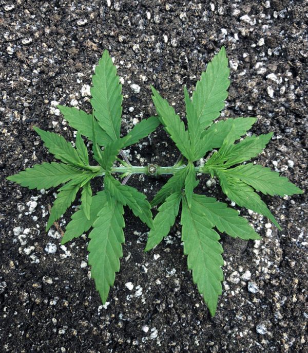Grandaddy Purple Blimburn Seeds