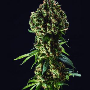 Grandaddy Purple Feminized Seeds (Blimburn Seeds)