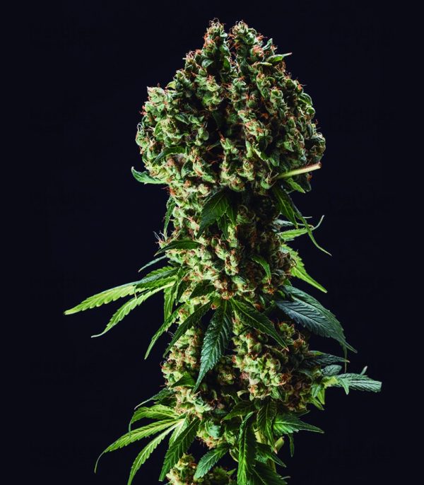 Grandaddy Purple Feminized Seeds (Blimburn Seeds)