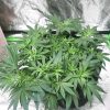 Grandmommy Purple Feminized Seeds