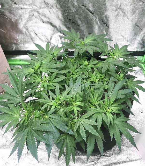 Grandmommy Purple Feminized Seeds