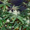 Grandmommy Purple Feminized Seeds