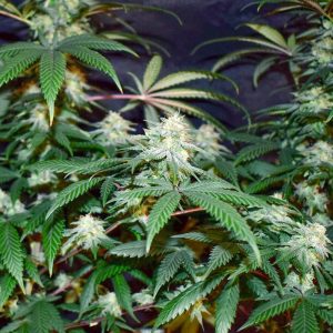 Grandmommy Purple Feminized Seeds (Herbies)