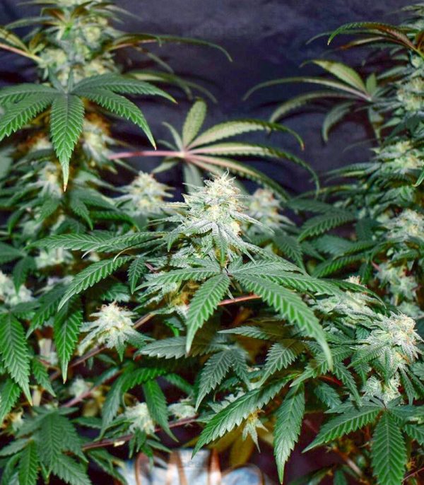 Grandmommy Purple Feminized Seeds (Herbies)