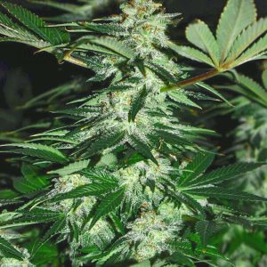 Mimosa Shot Feminized Seeds - (Herbies)