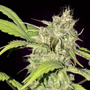 AK-47 Auto Seeds