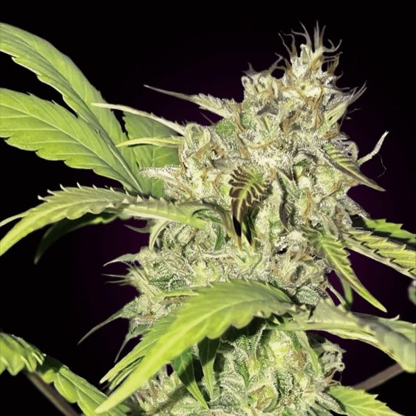 AK-47 Auto Seeds