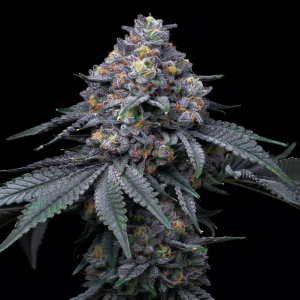 Blackberry Moonrocks – Feminized Seeds