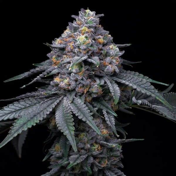 Blackberry Moonrocks – Feminized Seeds
