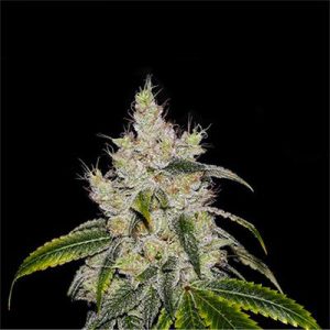 C. Banana Feminized Seeds