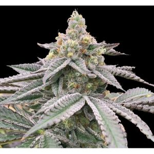 Fat Bastard Feminized Cannabis Seeds