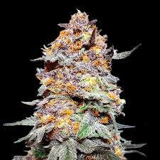 Granddaddy Purple (Feminized Seeds)