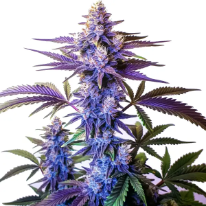 Grandaddy Purple Seeds