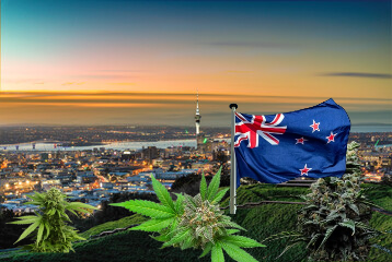 cannabis in auckland