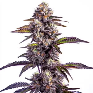 Blackberry Moonrocks Auto Seeds - Blimburnseeds