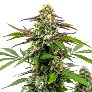 Bubble Gum Sherb Strain Seeds