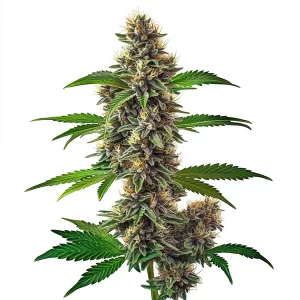 Fat Bastard Auto Seeds - Blimburnseeds