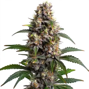 Godfather OG Feminized Seeds