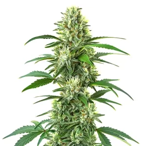 Triangle Kush Regular