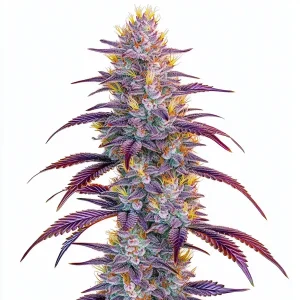 Mimosa Strain Seeds