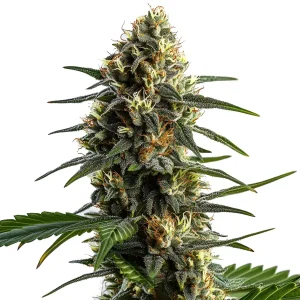 Stoned Panda Strain Seeds