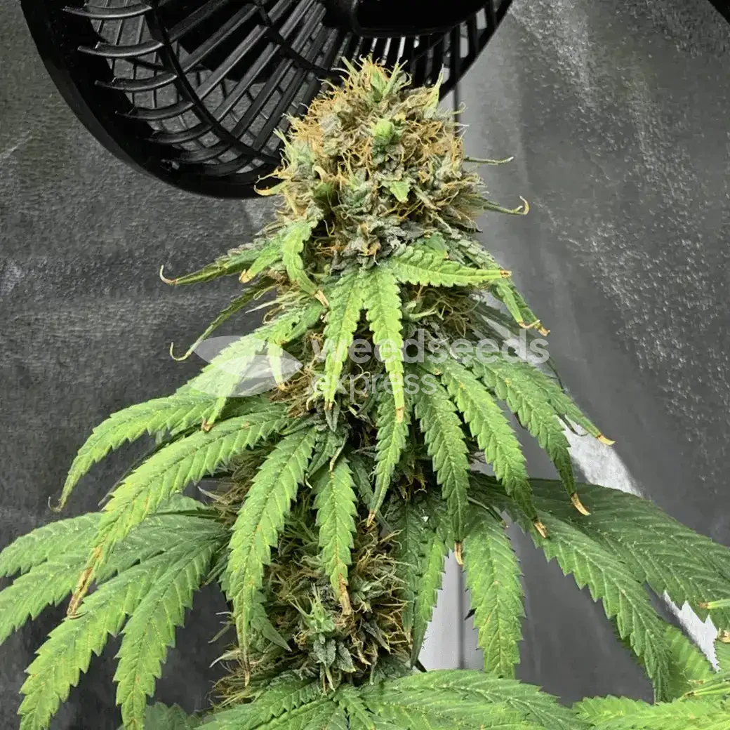 ACDC Seeds NZ