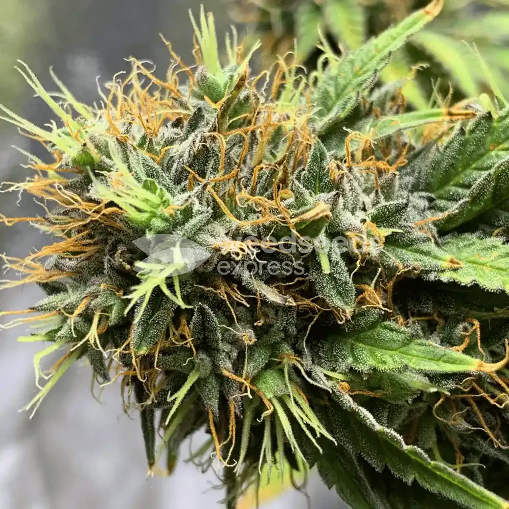ACDC Seeds NZ