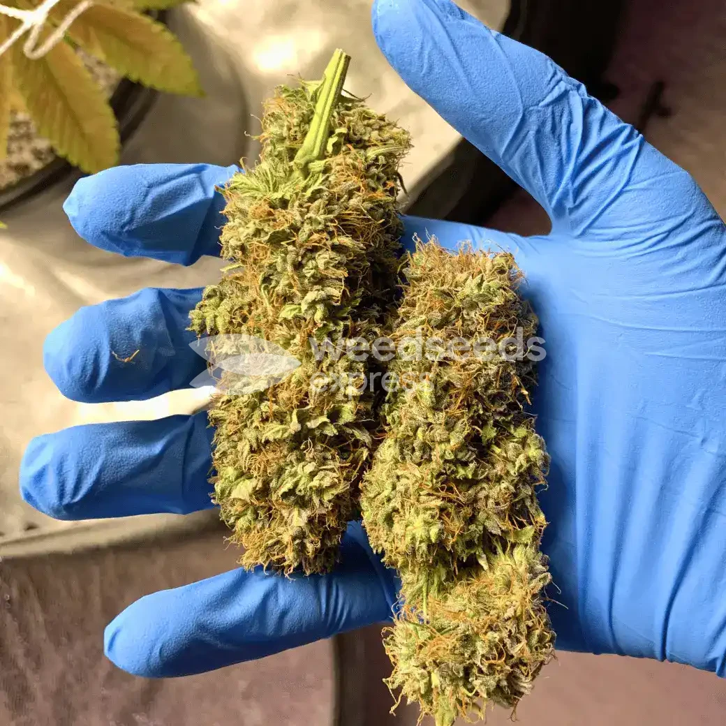 ACDC Seeds NZ
