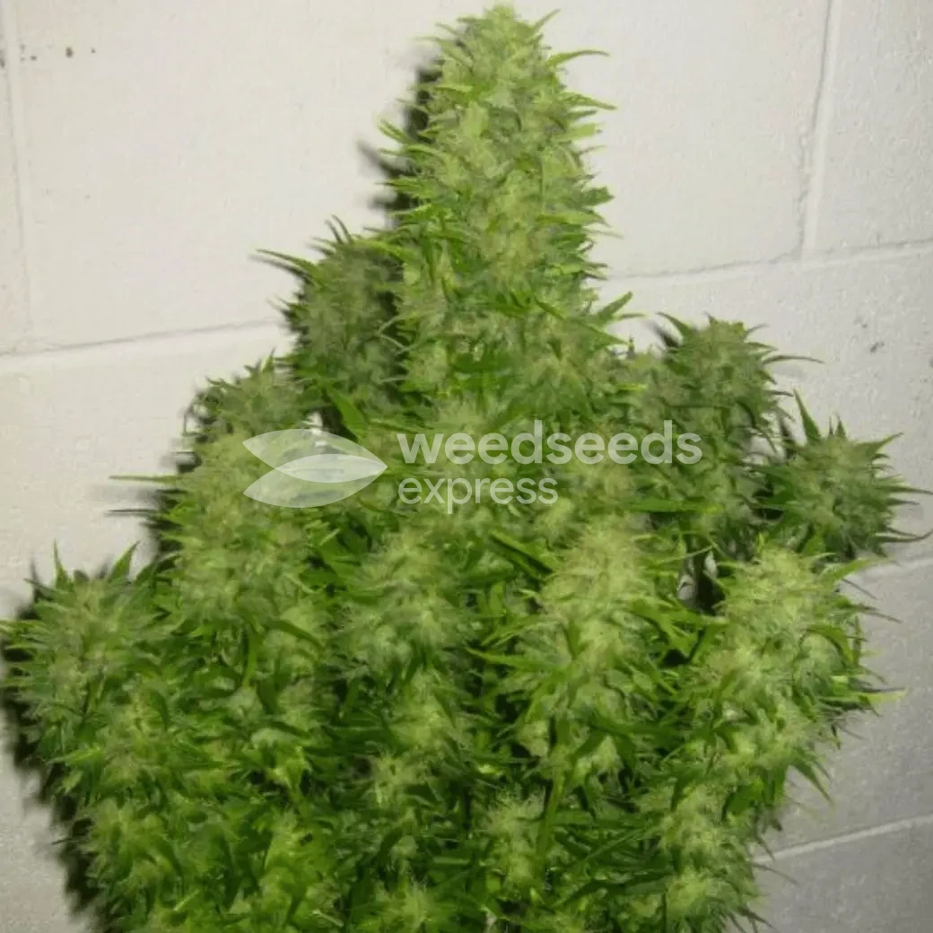 AK-47 Auto Seeds