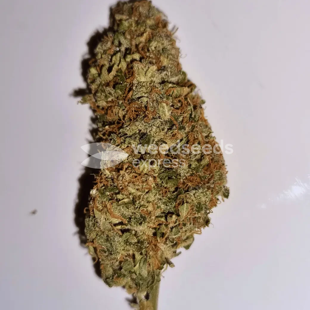 AK-47 Auto Seeds