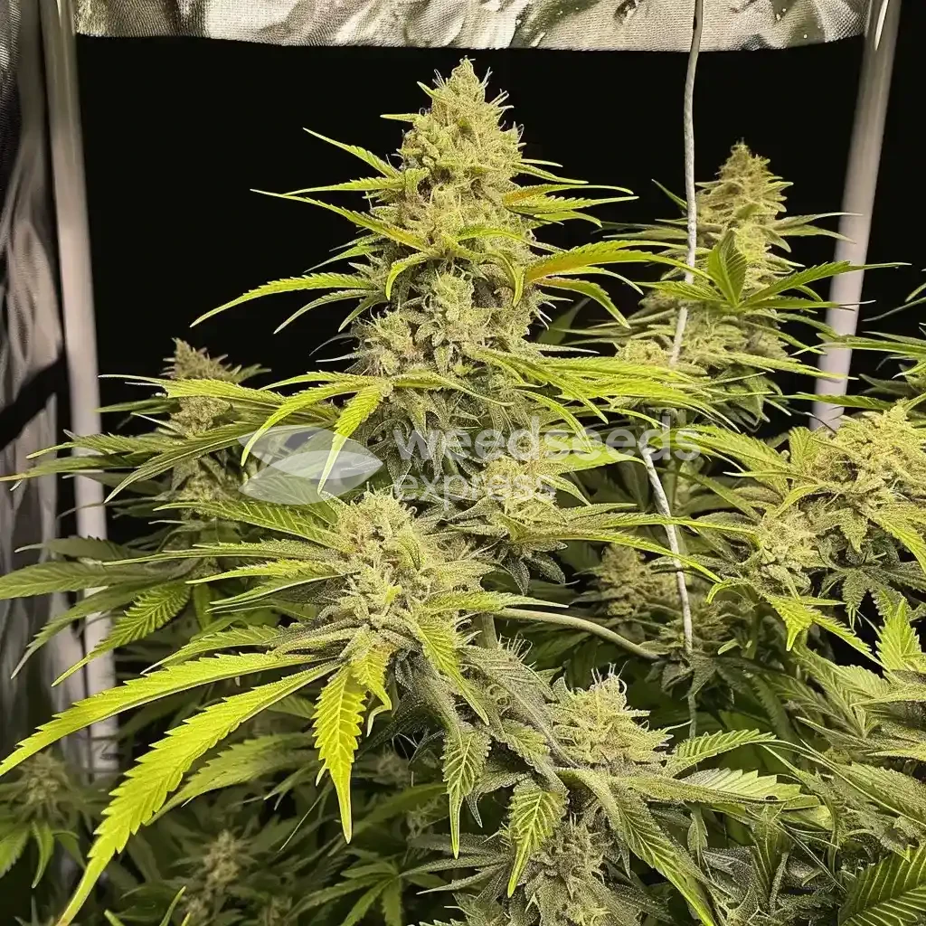 Acapulco Gold Seeds