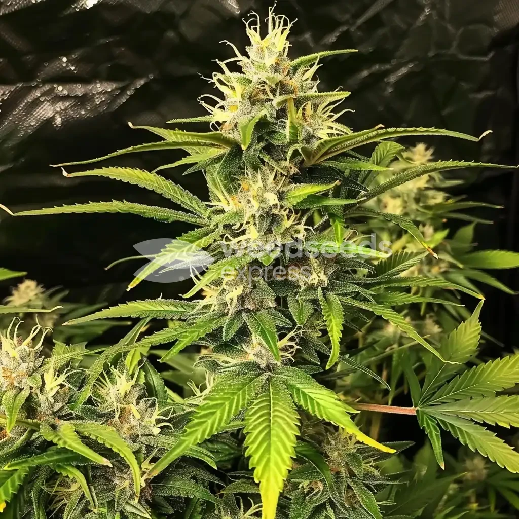 Big Bud Seeds NZ