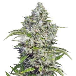 Future #1 Feminised Seeds