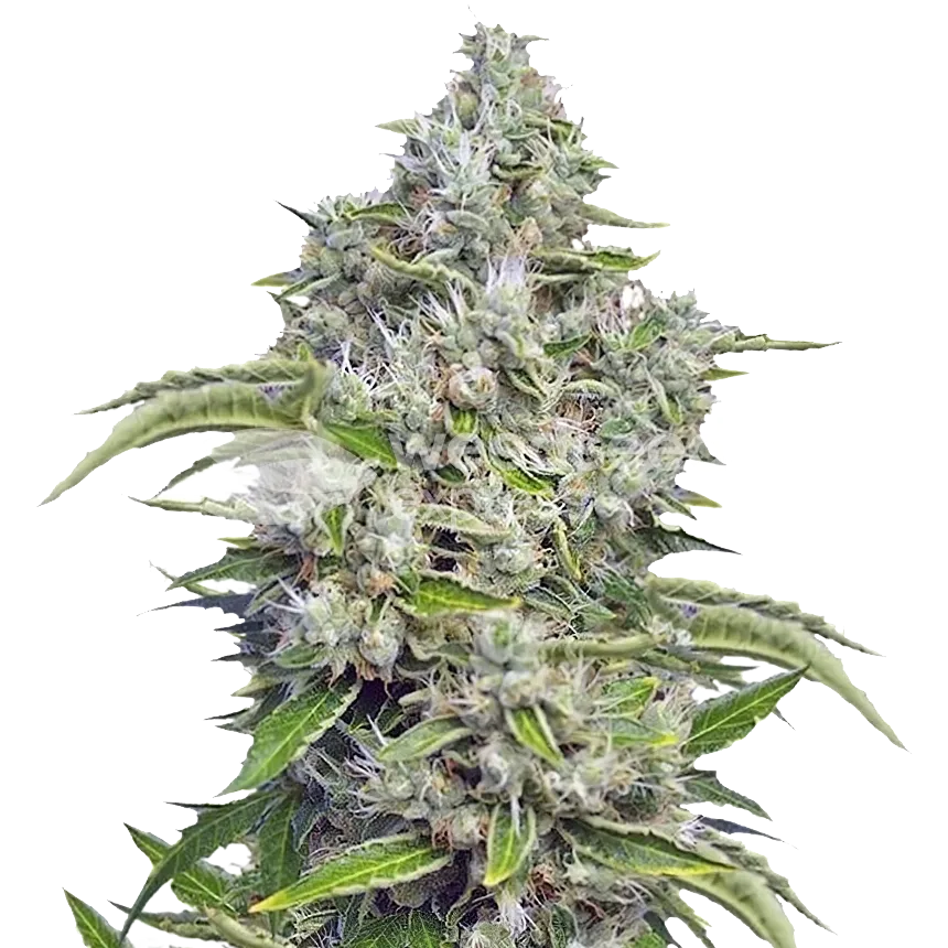 Future #1 Feminised Seeds