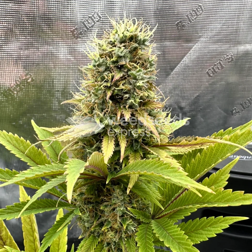 Ghost Train Haze Seeds NZ