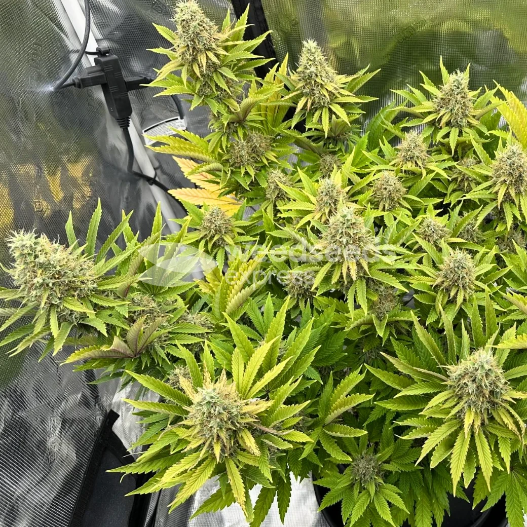 Ghost Train Haze Seeds NZ