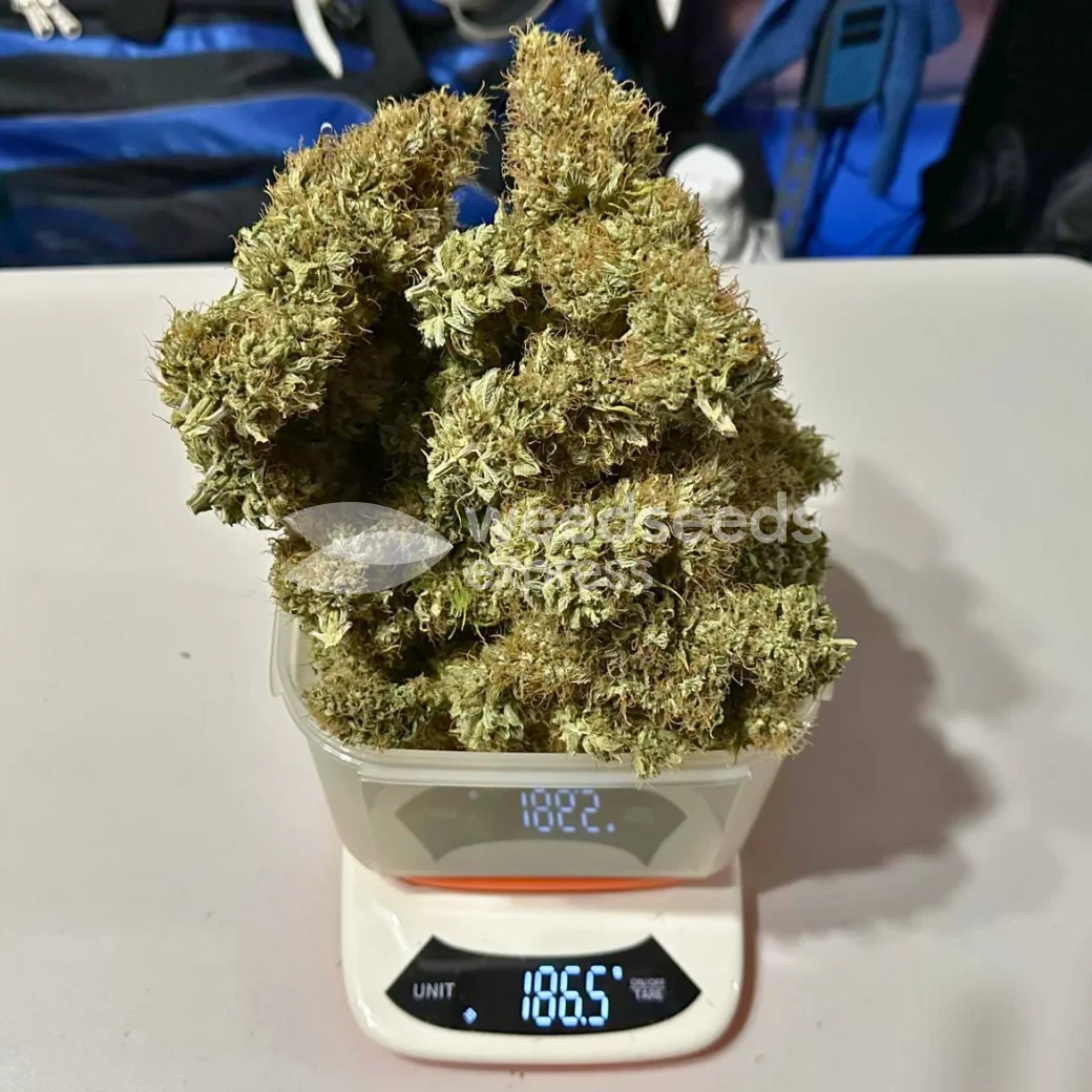Ghost Train Haze Seeds NZ