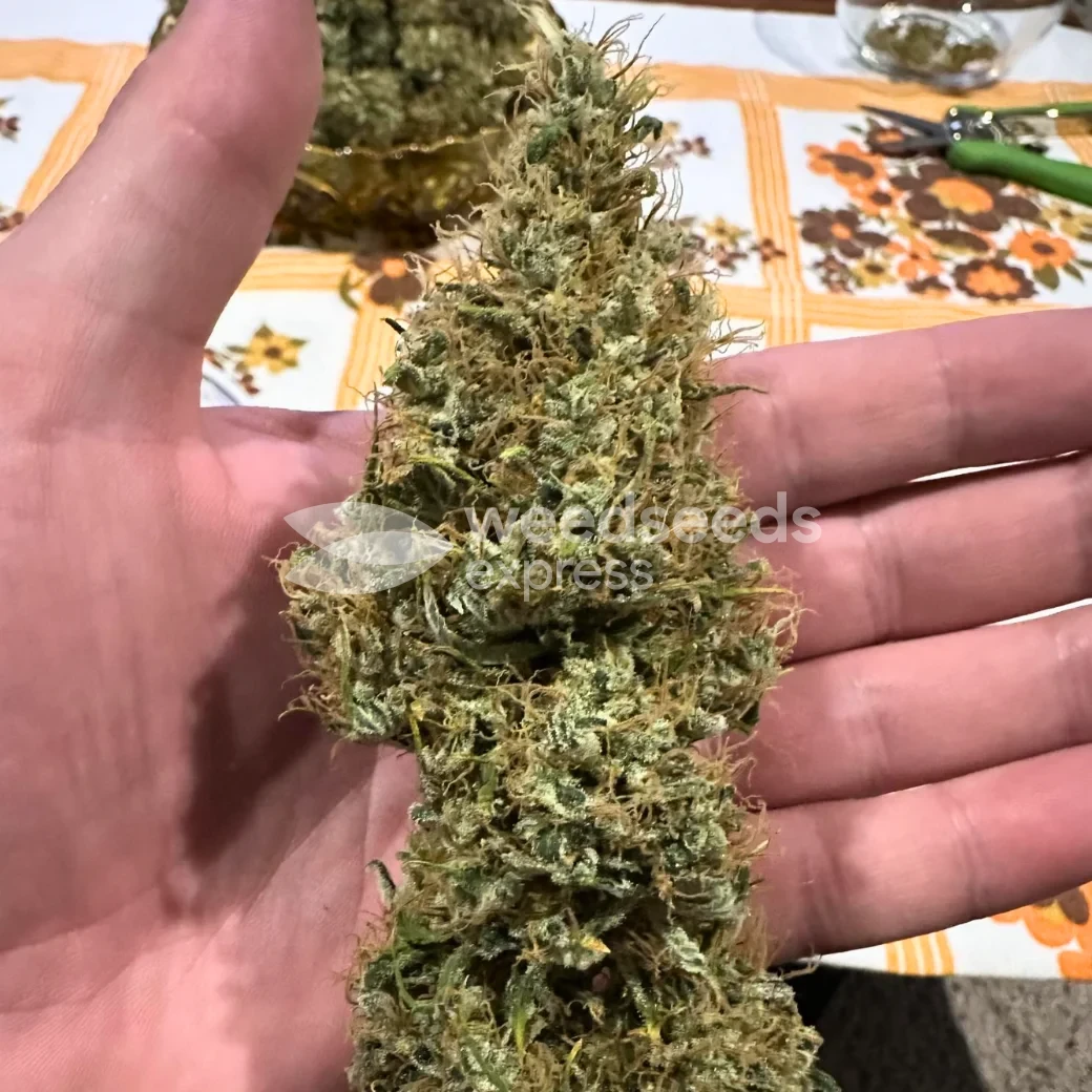 Ghost Train Haze Seeds NZ