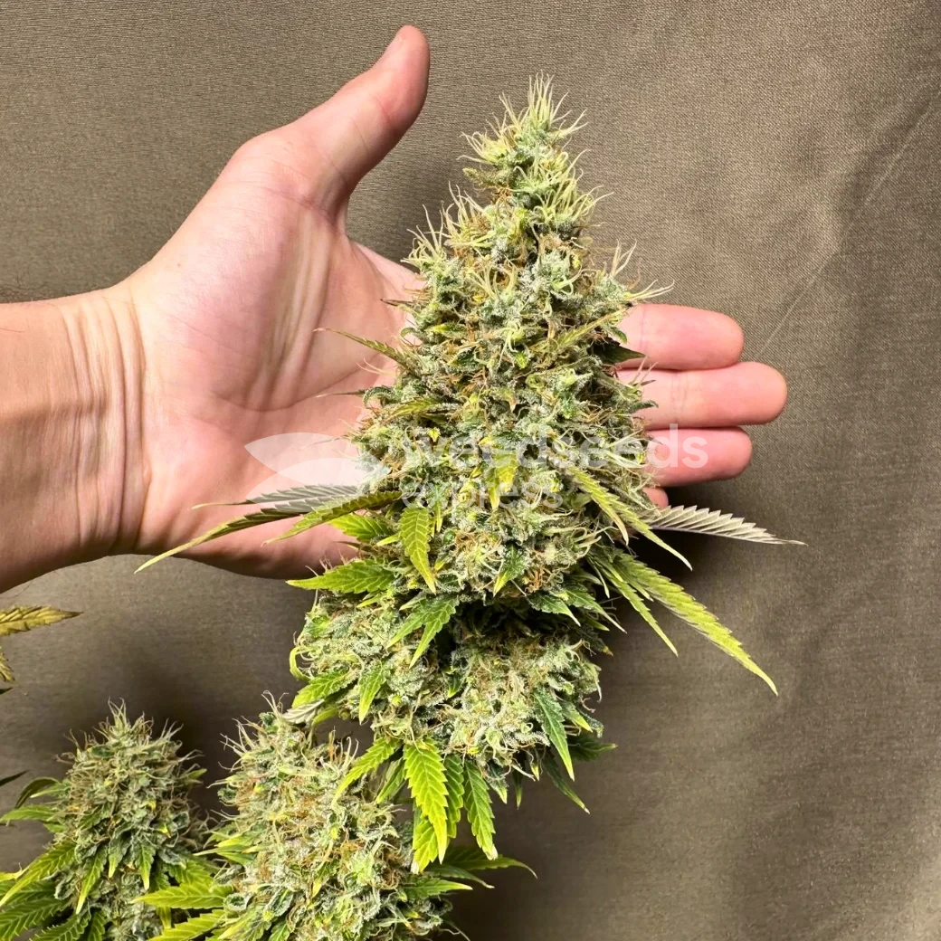 Ghost Train Haze Seeds NZ
