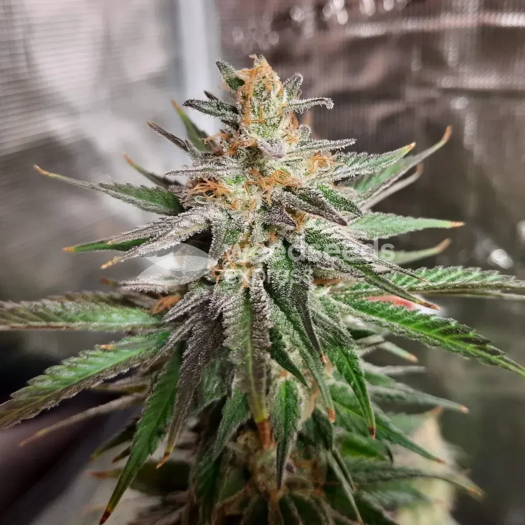 Ghost Train Haze Seeds NZ