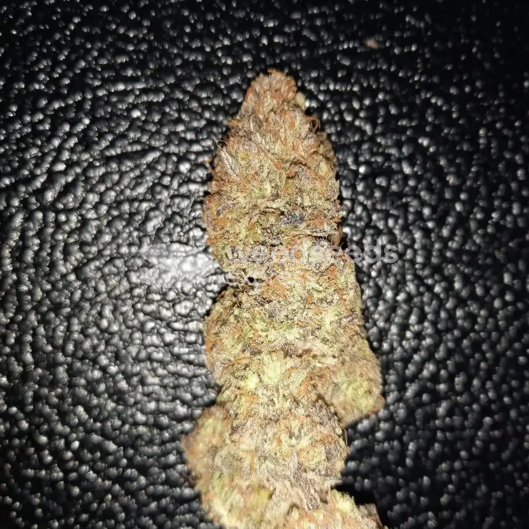 Ghost Train Haze Seeds NZ