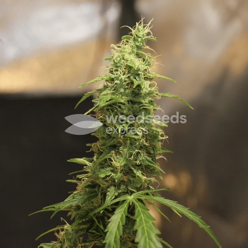 Gorilla Glue Auto Seeds