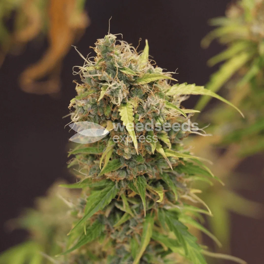Gorilla Glue Auto Seeds