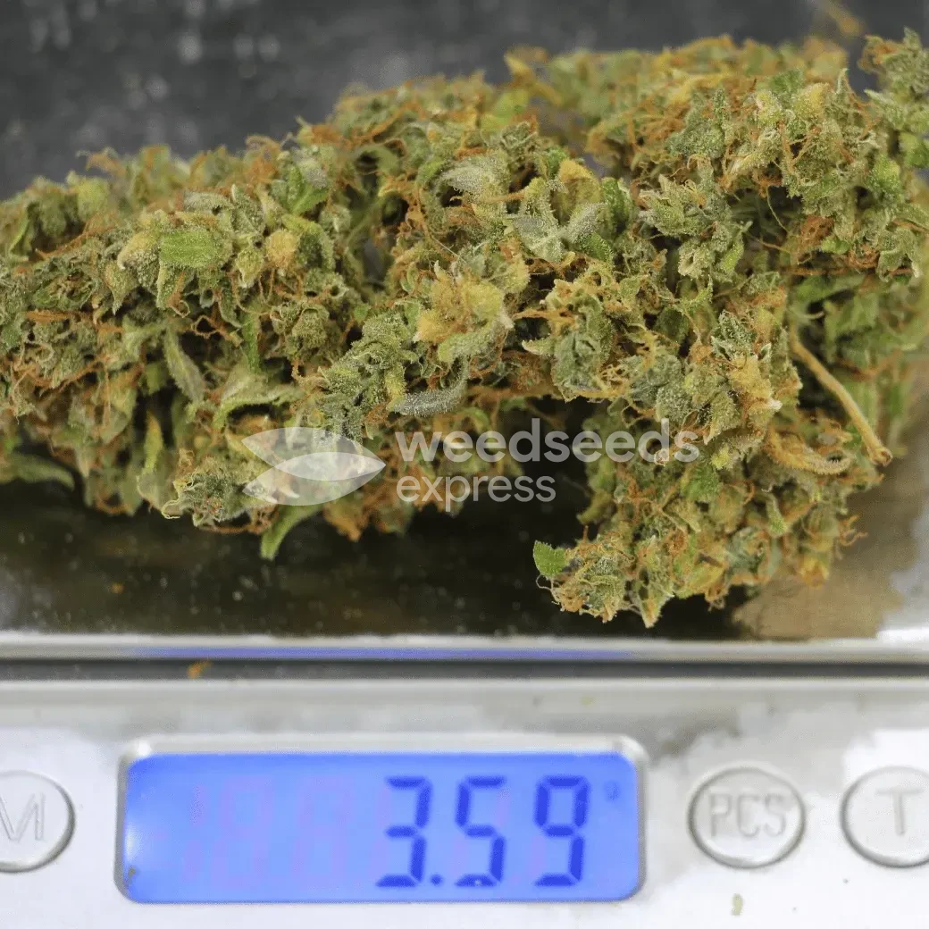 Gorilla Glue Auto Seeds