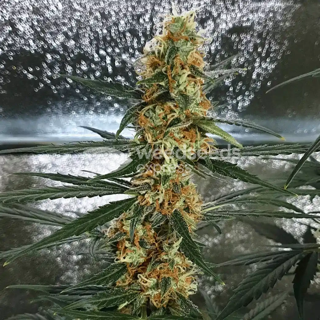 Gorilla Glue Auto Seeds
