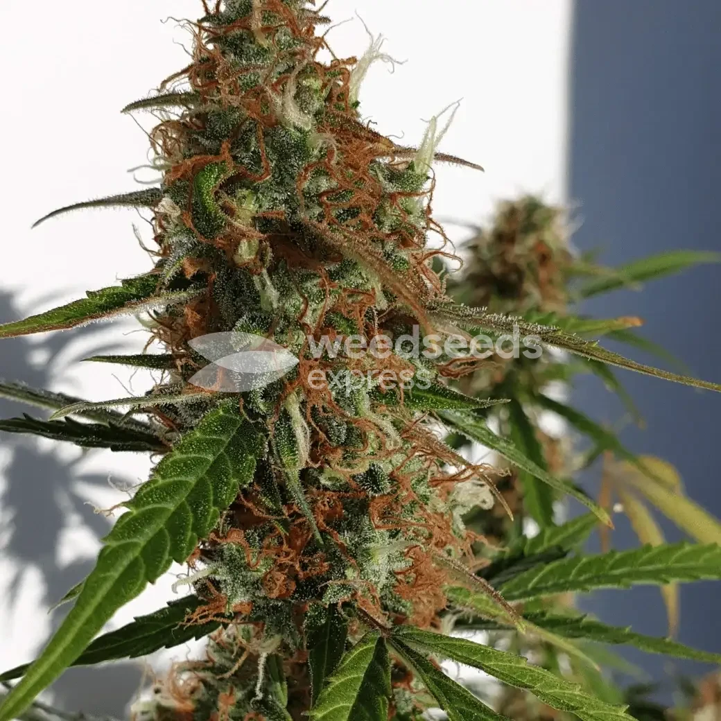 Gorilla Glue Auto Seeds