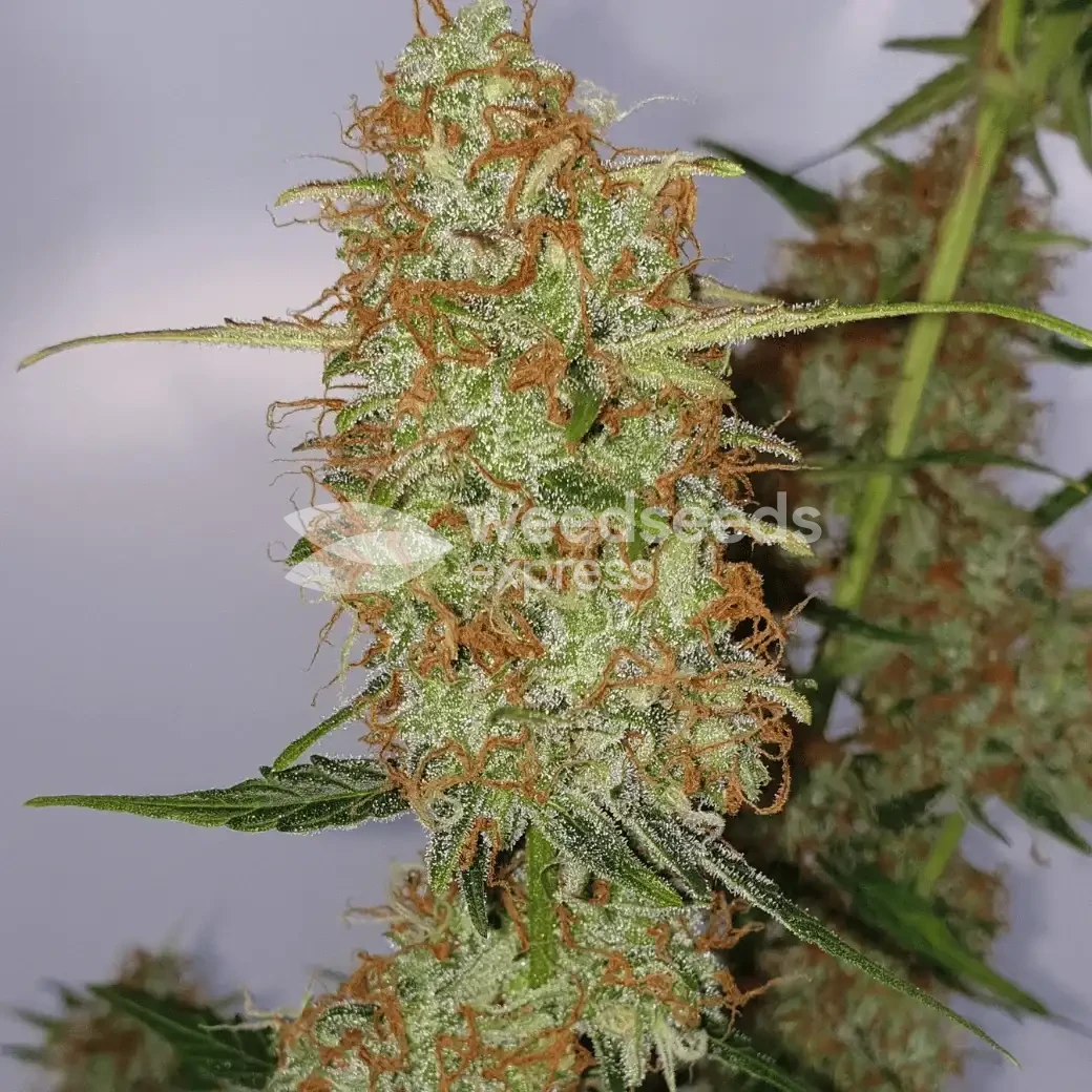 Gorilla Glue Auto Seeds