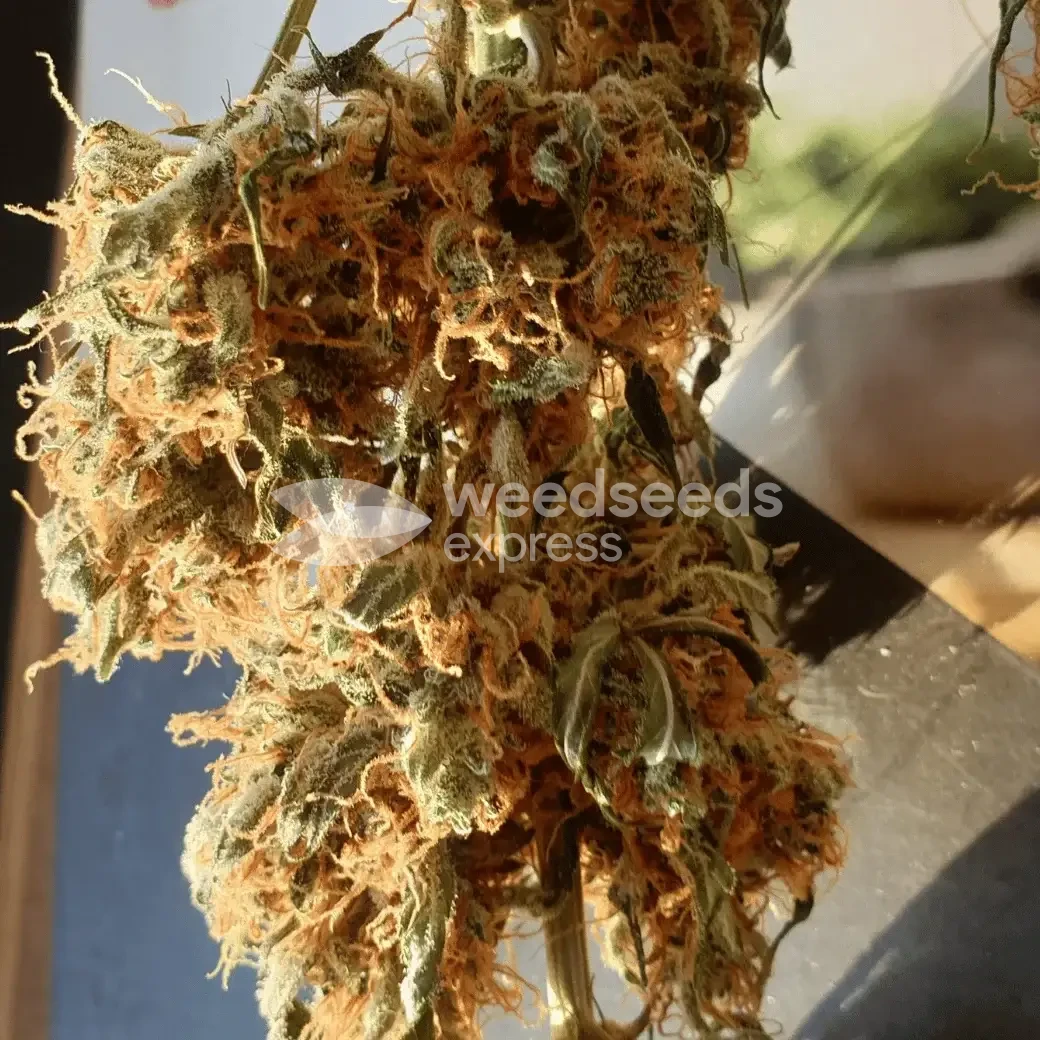 Gorilla Glue Auto Seeds