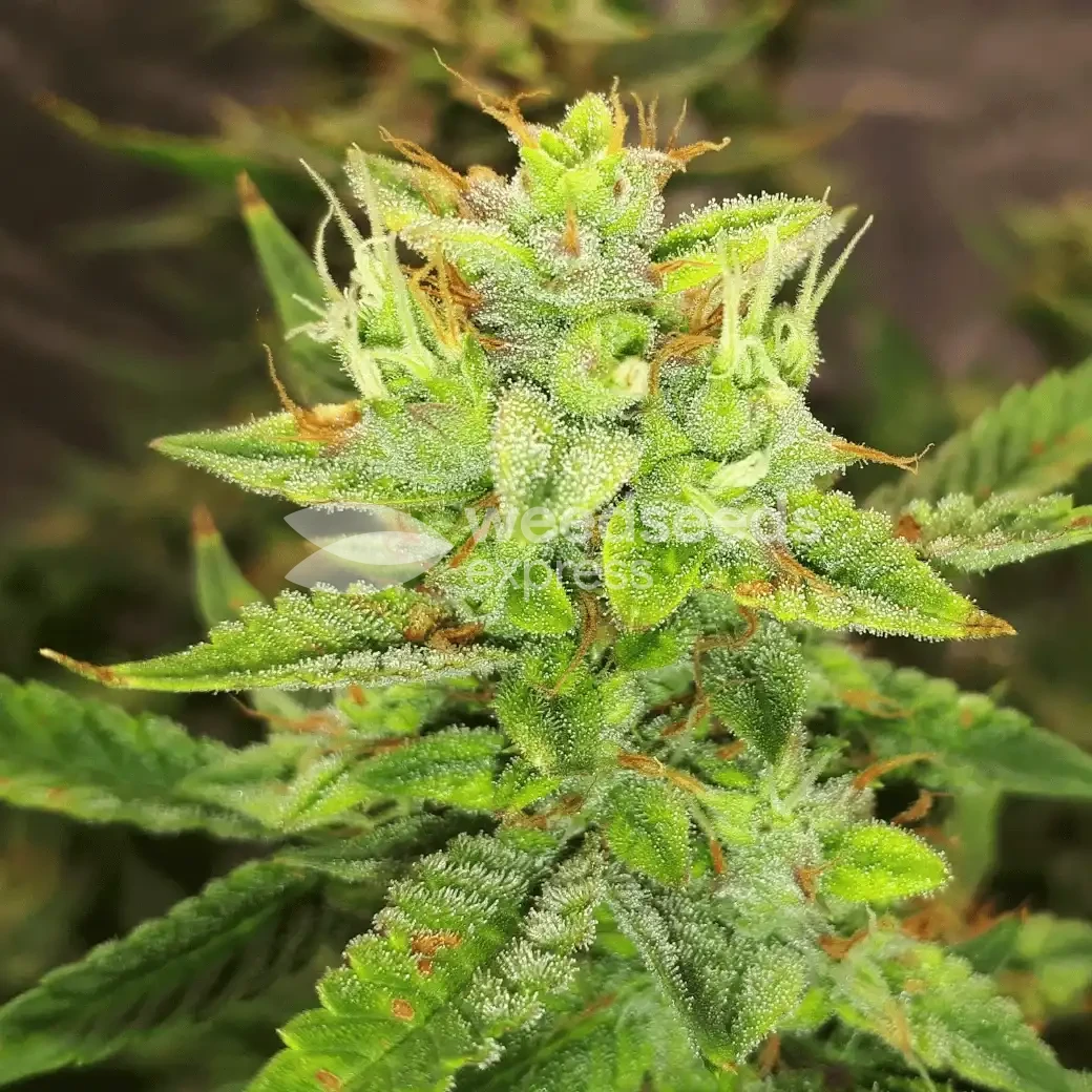 Gorilla Glue Auto Seeds