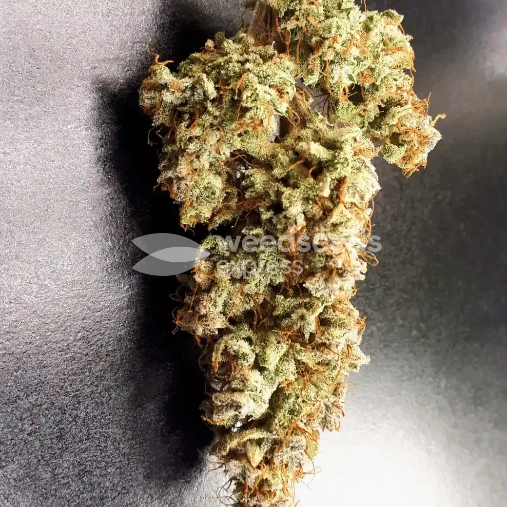 Gorilla Glue Auto Seeds